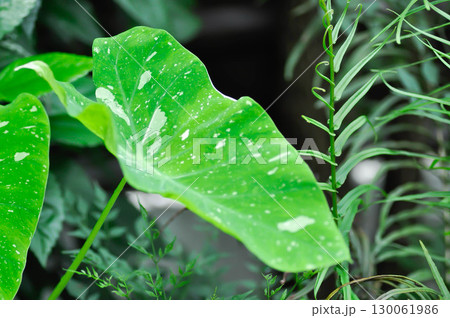 Colocasia milky way or Colocasia variegated or bicolor plant Colocasia milky way or Colocasia variegated or bicolor plant 130061986