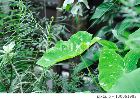 Colocasia milky way or Colocasia variegated or bicolor plant 130061988