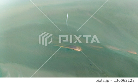 Amid the shallow coastal waters and mangrove forests Amid the shallow coastal waters and mangrove forests 130062128