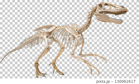 Velociraptor isolated on transparent PNG background 130062617