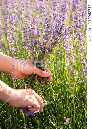 Hands of a girl pruning lavender bush, close up. Harvesting lavender season in the countryside, fragrant beautiful plant 130062718