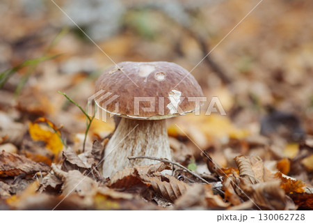 Big edible mushroom in leaves in late autumn, close up shot. Porcini cep growing in autumn birch and oak forest 130062728