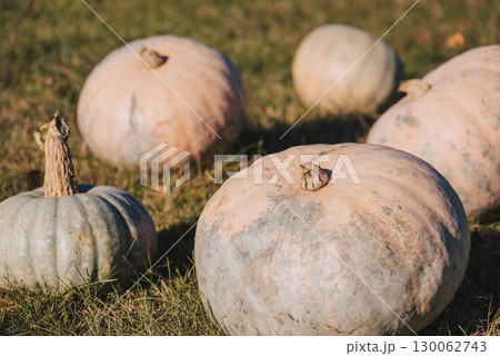 Many pumpkins on green grass in garden in fall, toned photo. Harvest of pumpkins in autumn 130062743