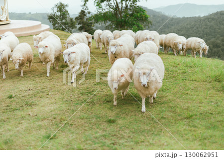 Akha Farmville, the only sheep farm of Doi Chang, Chiang Rai Akha Farmville, the only sheep farm of Doi Chang, Chiang Rai 130062951