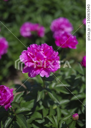 芍薬園に赤紫の芍薬（シャクヤク）の花が咲いています。 130063040