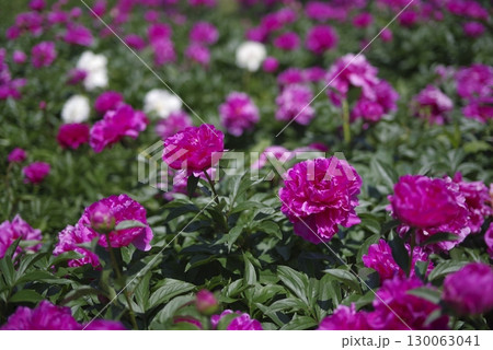 芍薬園に赤紫の芍薬（シャクヤク）の花が咲いています。 130063041