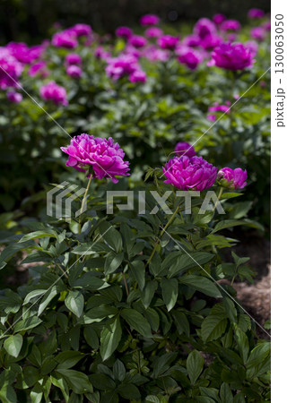 芍薬園に赤紫の芍薬（シャクヤク）の花が咲いています。 130063050