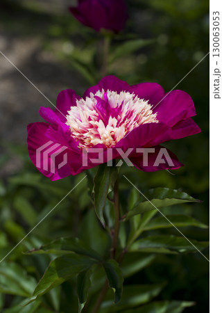 芍薬園に赤紫の芍薬(シャクヤク)の花が咲いています。 芍薬園に赤紫の芍薬(シャクヤク)の花が咲いています。 130063053
