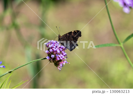 バーベナとクジャクチョウ（タテハチョウ） 130063213