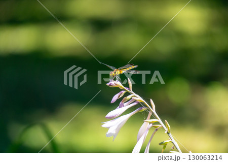 水辺の花と黄色いトンボ 130063214