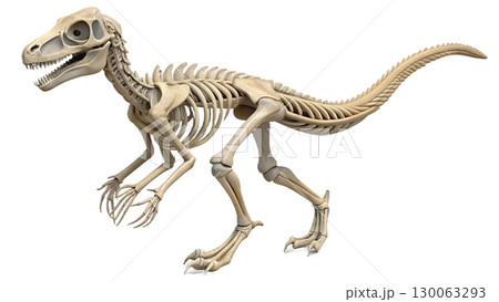 Velociraptor isolated on transparent PNG background 130063293