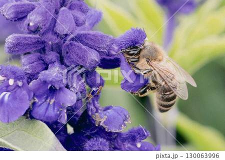 Lavendar Flowers and Bee in Australia 130063996