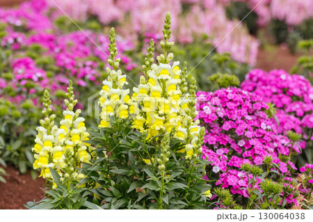 Dianthus Jolt Flowers in Australia 130064038