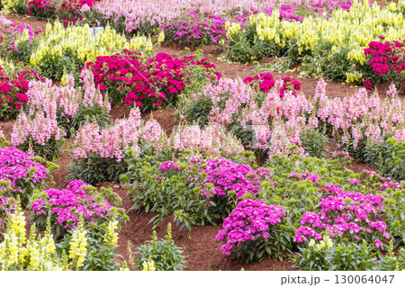 Dianthus Jolt Flowers in Australia 130064047