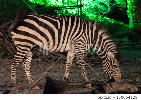 ライトアップされた動物園のシマウマ ライトアップされた動物園のシマウマ 130064129