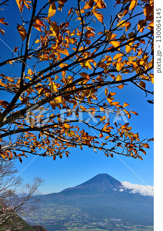 天子山地の毛無山より　紅葉の展望台からの富士山 130064145