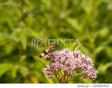 クロスキバホウジャク 130064437