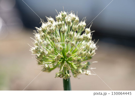 初夏の日差しとネギ坊主 130064445