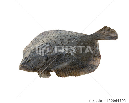 turbot (Scophthalmus maximus) isolated on white background turbot (Scophthalmus maximus) isolated on white background 130064503