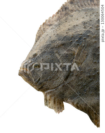 turbot (Scophthalmus maximus) isolated on white background 130064504