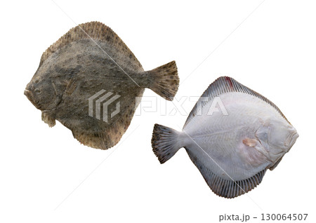 turbot (Scophthalmus maximus) isolated on white background turbot (Scophthalmus maximus) isolated on white background 130064507