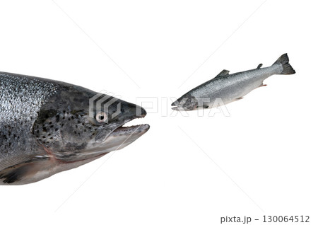 salmon isolated on white background salmon isolated on white background 130064512