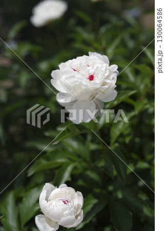 芍薬園に白い芍薬の花が咲いています。 130064586