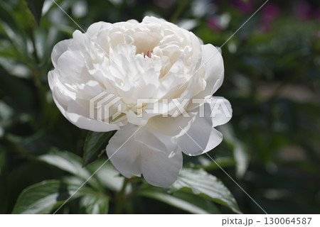 芍薬園に白い芍薬の花が咲いています。 芍薬園に白い芍薬の花が咲いています。 130064587