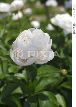 芍薬園に白い芍薬の花が咲いています。 芍薬園に白い芍薬の花が咲いています。 130064588