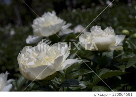 芍薬園に白い芍薬の花が咲いています。 130064591