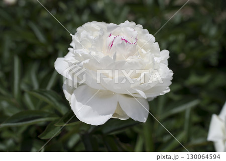芍薬園に白い芍薬の花が咲いています。 130064594