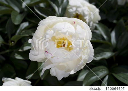 芍薬園に白い芍薬の花が咲いています。 130064595