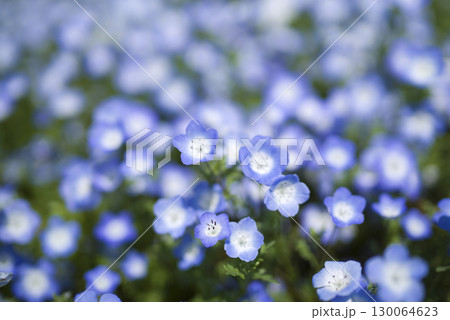 ネモフィラの青い花が咲いています。学名はNemophilaです。 130064623