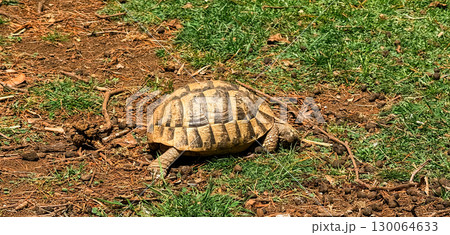 Turtle crawling across the grass and soil in daylight. Wildlife, nature, ecology and observation of animal life in outdoor habitat. 130064633