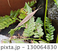 シダの葉につかまる茶色のオンブバッタ 130064830