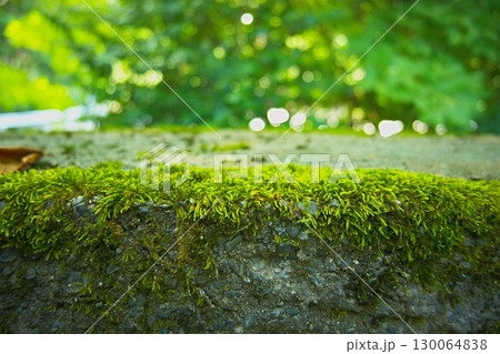 苔むす静寂 苔むす静寂 130064838