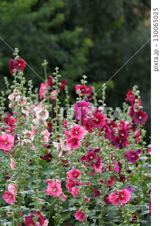 Beautiful flowerbed with colorful blooming mallows Beautiful flowerbed with colorful blooming mallows 130065025