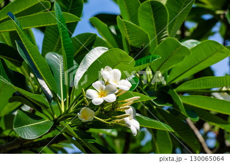 White Frangipani Flower with Green Leaves 130065064