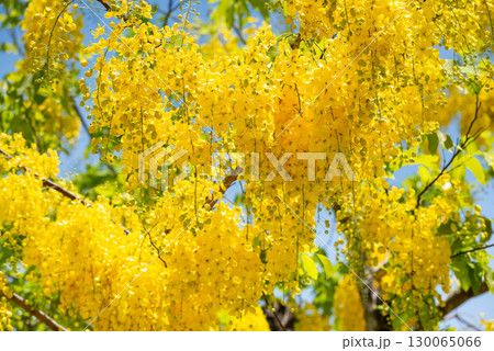 Golden Shower Tree Blossoms against Blue Sky 130065066