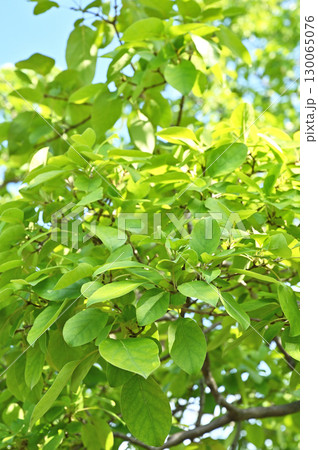 樹木・ヒトツバタゴ モクセイ科 樹木・ヒトツバタゴ モクセイ科 130065076