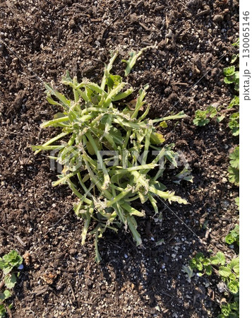 畑で育つほうれん草の苗 130065146