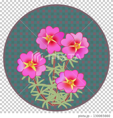 円形背景つき松葉牡丹のイラスト 130065660