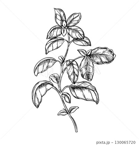 Basil branch Vector illustration. Hand drawn black and white sketch of Culinary Herbs leaves, spicy ingredient isolated on a background. For label, product packaging, stickers or menu design. 130065720