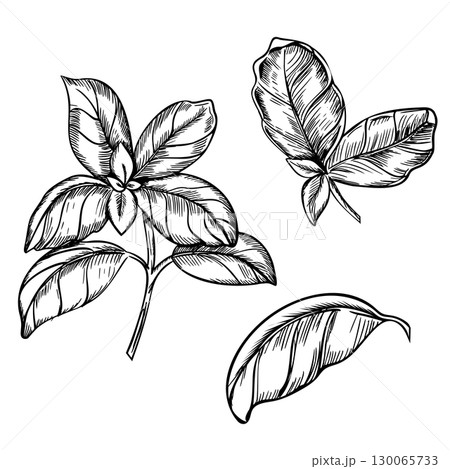 Basil branch and leaves set. Vector illustration. Hand drawn black and white sketch of Culinary Herb, spicy ingredient isolated on a background. For label, product packaging, stickers or menu design. Basil branch and leaves set. Vector illustration. Hand drawn black and white sketch of Culinary Herb, spicy ingredient isolated on a background. For label, product packaging, stickers or menu design. 130065733
