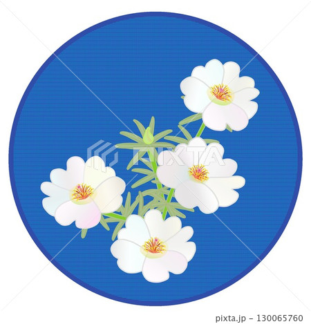 松葉牡丹のイラスト 松葉牡丹のイラスト 130065760