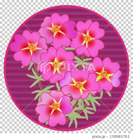 松葉牡丹のイラスト 130065761