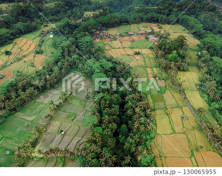 Drone view of tropical rice fields with palm trees and village houses in a green rural landscape. 130065955