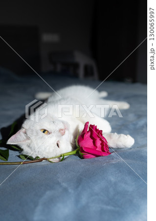 White Cat Lounging With a Pink Rose on a Soft Blue Surface in a Cozy Indoor Setting White Cat Lounging With a Pink Rose on a Soft Blue Surface in a Cozy Indoor Setting 130065997