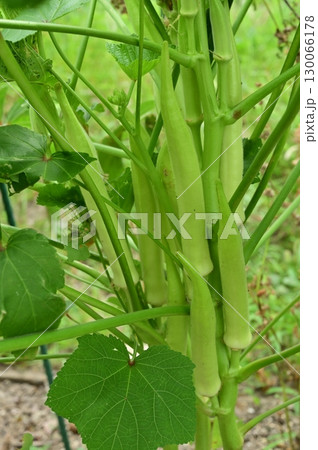 白オクラ（アオイ科）トロロアオイ属の収穫前 130066178