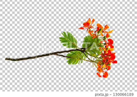 PNG of Royal Poinciana Flower Branch Red Blossoms and Green Leaves on Transparent Background. Royal Poinciana Branch with Red Blossoms and Green Leaves 130066189